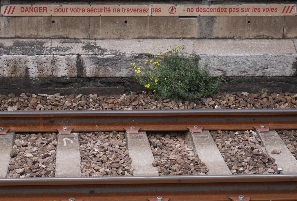 p1050403-bis-1024x692