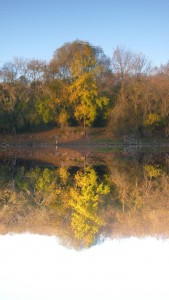 arbre et son reflet inversé