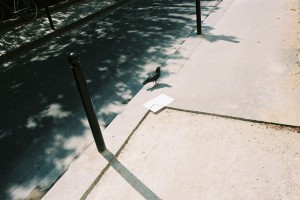 surlignage de rue : angle dégoudronné et pigeon rue delescluzes à paris