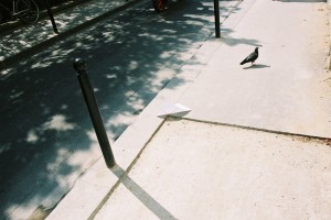 surlignage de rue : angle dégoudronné, pigeon et vent rue delescluzes à paris